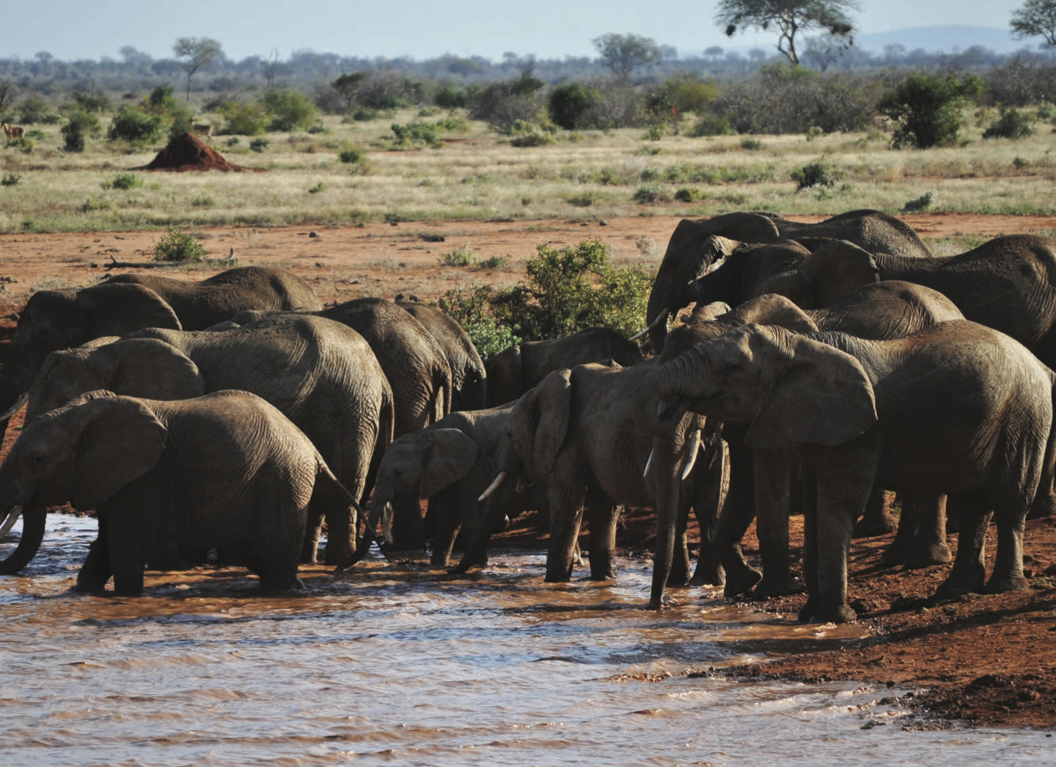 Digital innovation needs to come from researching the wild: Elephants in Tsavo West National Park, Kenya.